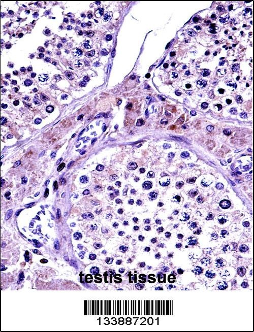 NR0B1 Antibody