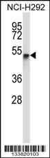 RANBP3L Antibody