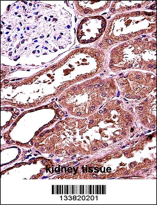 RANBP3L Antibody