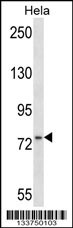 MSN Antibody