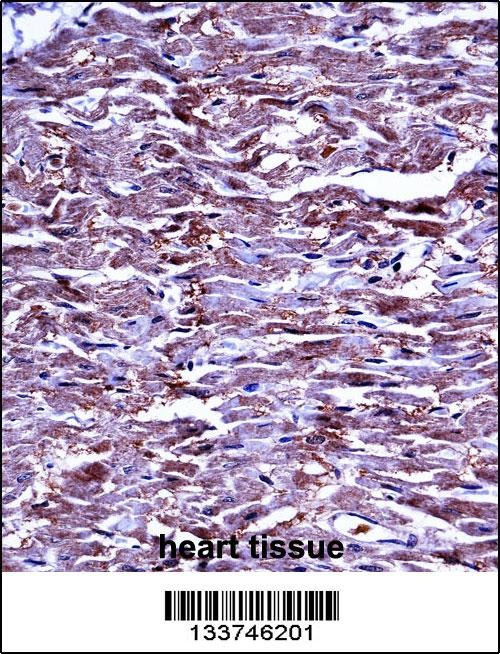 MMP15 Antibody