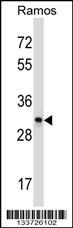 CD27 Antibody