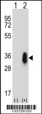 CD27 Antibody