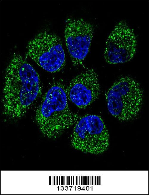 TNFRSF11B Antibody