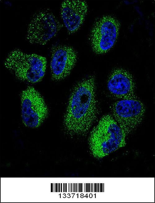 IL13 Antibody