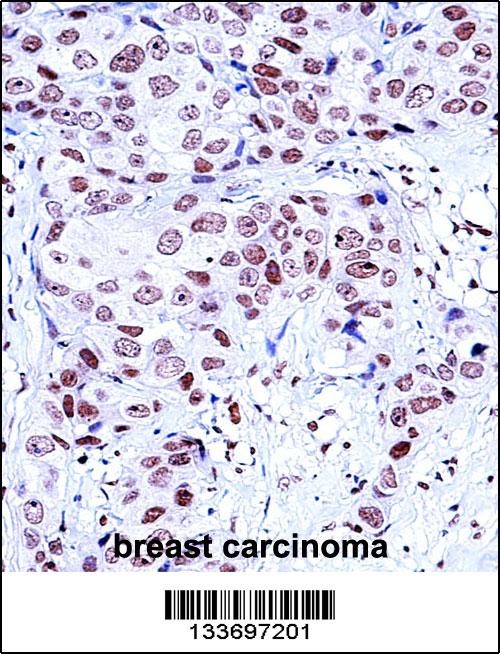 NCK1 Antibody