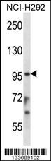 STAT4 Antibody