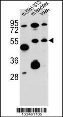 SMOC1 Antibody