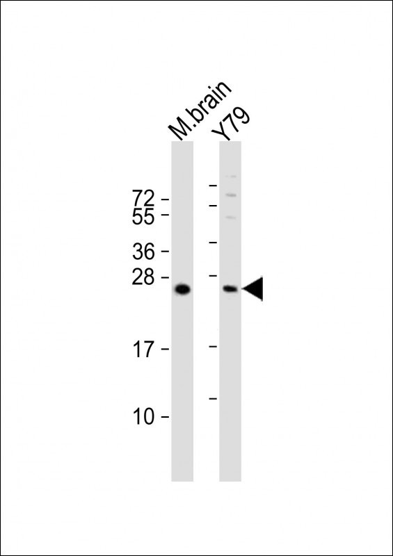 VKORC1L1 Antibody