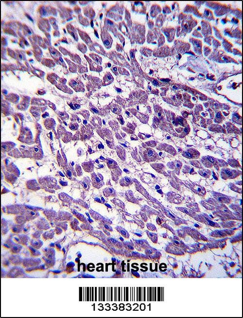 EMILIN3 Antibody