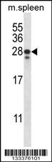 ANKRD22 Antibody