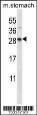 DOLPP1 Antibody