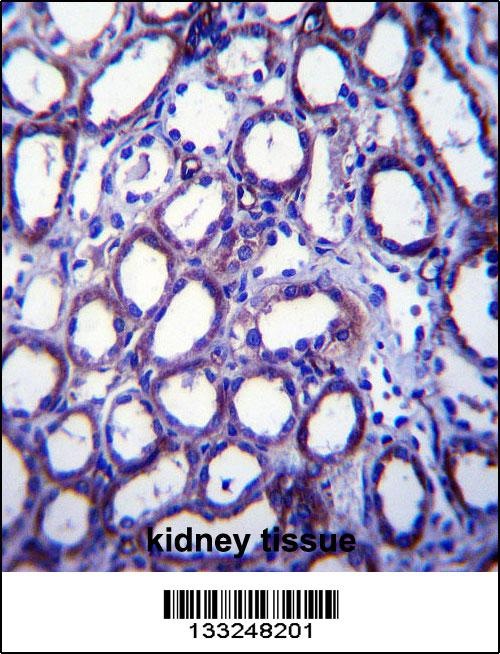 TRIM34 Antibody