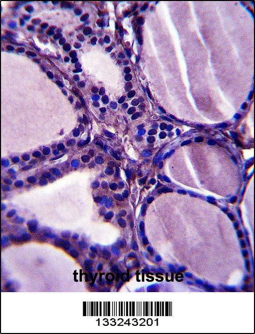 TRIM23 Antibody