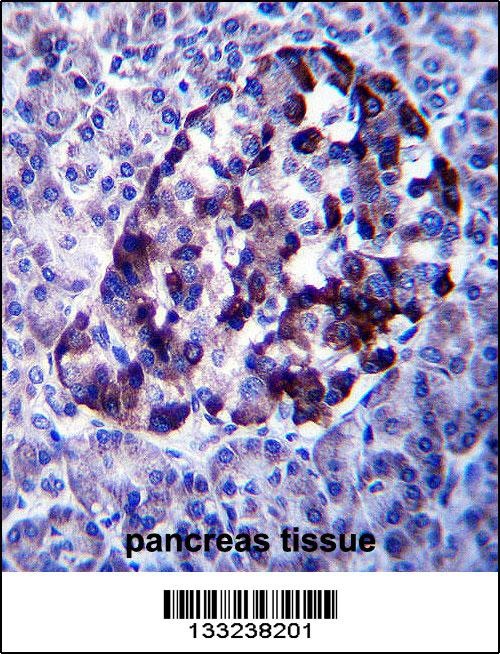 MID2 Antibody