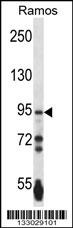 PCDHGA3 Antibody