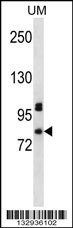 PDZD4 Antibody