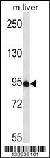 PDZD4 Antibody