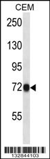 CNNM4 Antibody