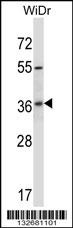 RIBC2 Antibody