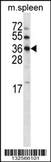 MARCH2 Antibody