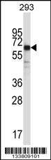 SYT6 Antibody