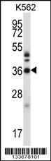 CRKL Antibody