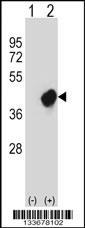 CRKL Antibody