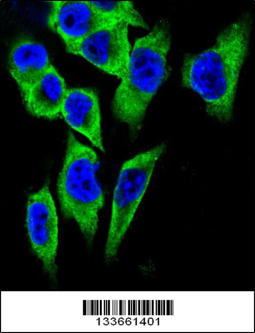LDHA Antibody