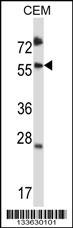 SMAD3 Antibody