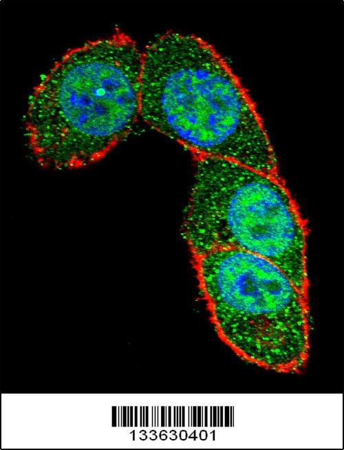 SMAD3 Antibody