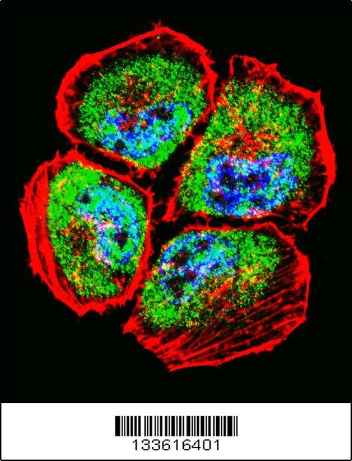 MMP3 Antibody