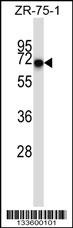 CD5 Antibody