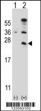 CD3E Antibody