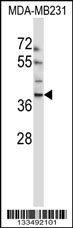 EMID1 Antibody