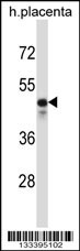 KCNS2 Antibody