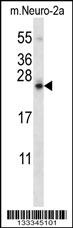 SDF2L1 Antibody