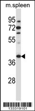 TBCC Antibody