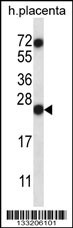 RNASE8 Antibody