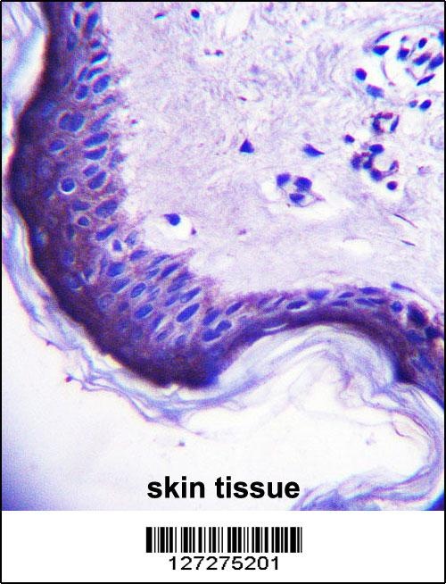 ERV3-1 Antibody