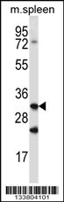 Q91ZF4 Antibody