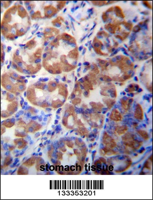 WDR89 Antibody