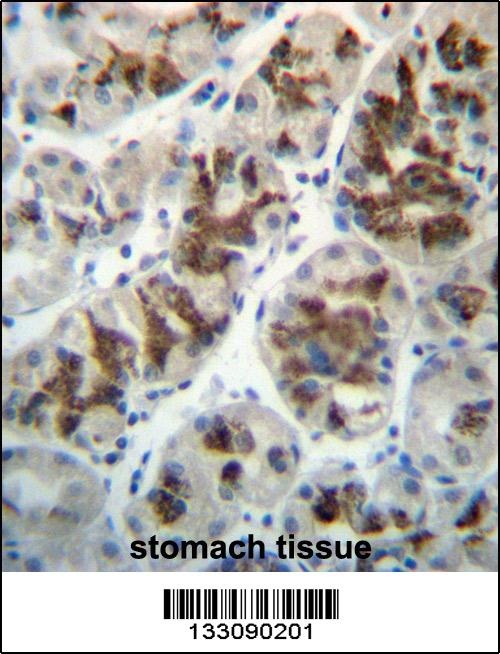 CTGF Antibody