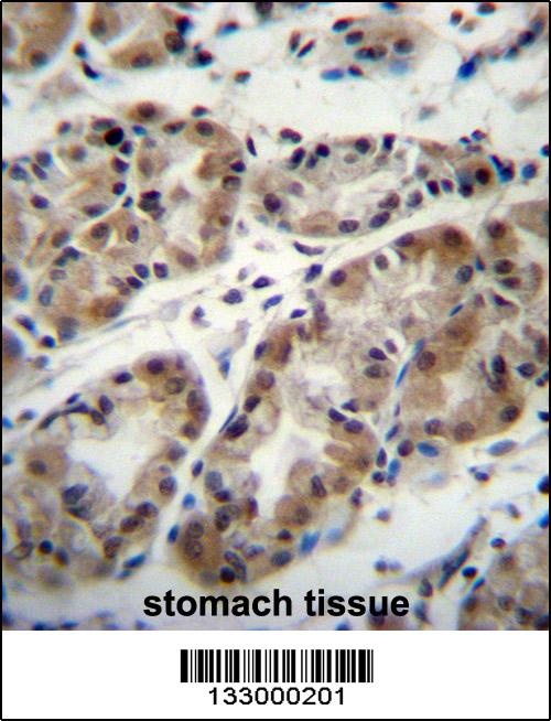 TAF8 Antibody