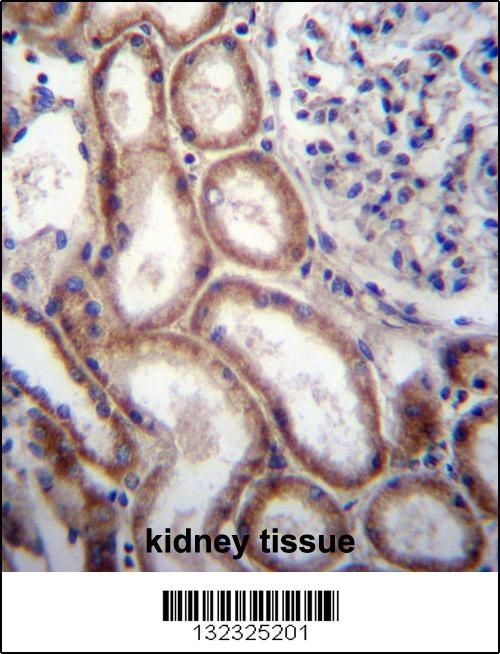 SLIT1 Antibody