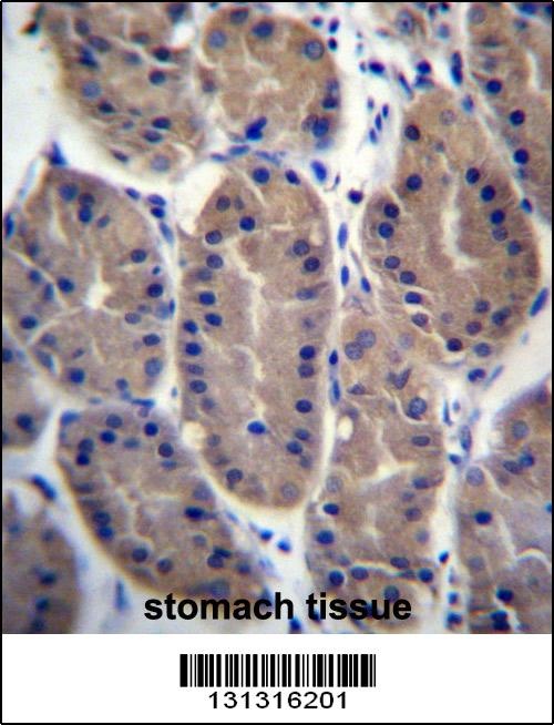 FRMD7 Antibody