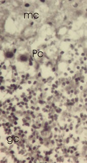 TXNL1 Antibody