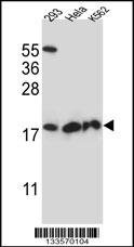 DHFRL1 Antibody
