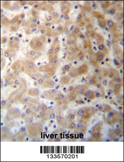 DHFRL1 Antibody