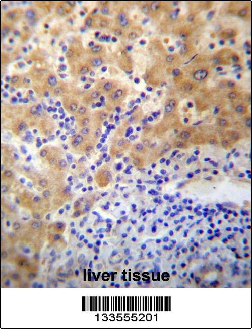 APCDD1 Antibody